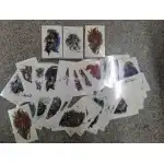 TATUAJ DIVERSE 60 MOTAL 27150-7, engros Supreva