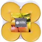 8 EXOTIC FRUIT FLAVORED MAXIPASTLES, wholesale Supreva