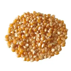Kukurydza na popcorn 4 KG, hurtownia Supreva